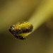 Auch in so einen Weidenkätzchen  (Salix caprea) sind schöne Details versteckt :)) Even in a pussy willow (Salix caprea) there are beautiful details hidden :)) Même dans un saule chaton (Salix caprea) il y a de beaux détails cachés :))