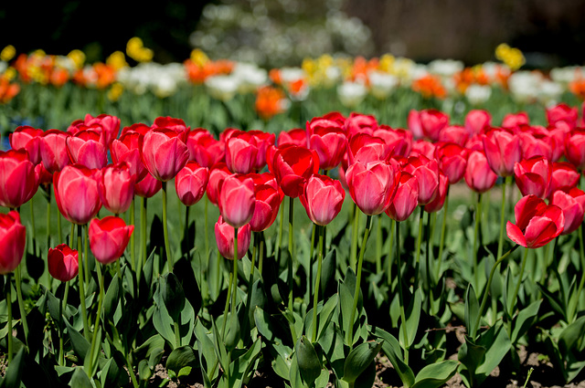 Fête de la tulipe