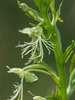 Platanthera lacera (Ragged Fringed orchid)