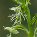 Platanthera lacera (Ragged Fringed orchid)