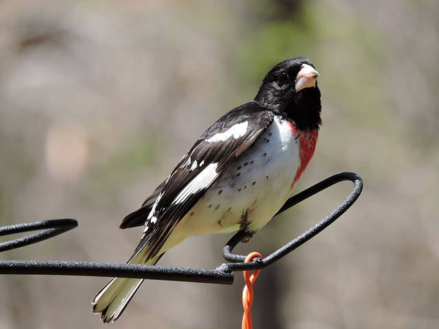 Rose-breasted Grosbeaks