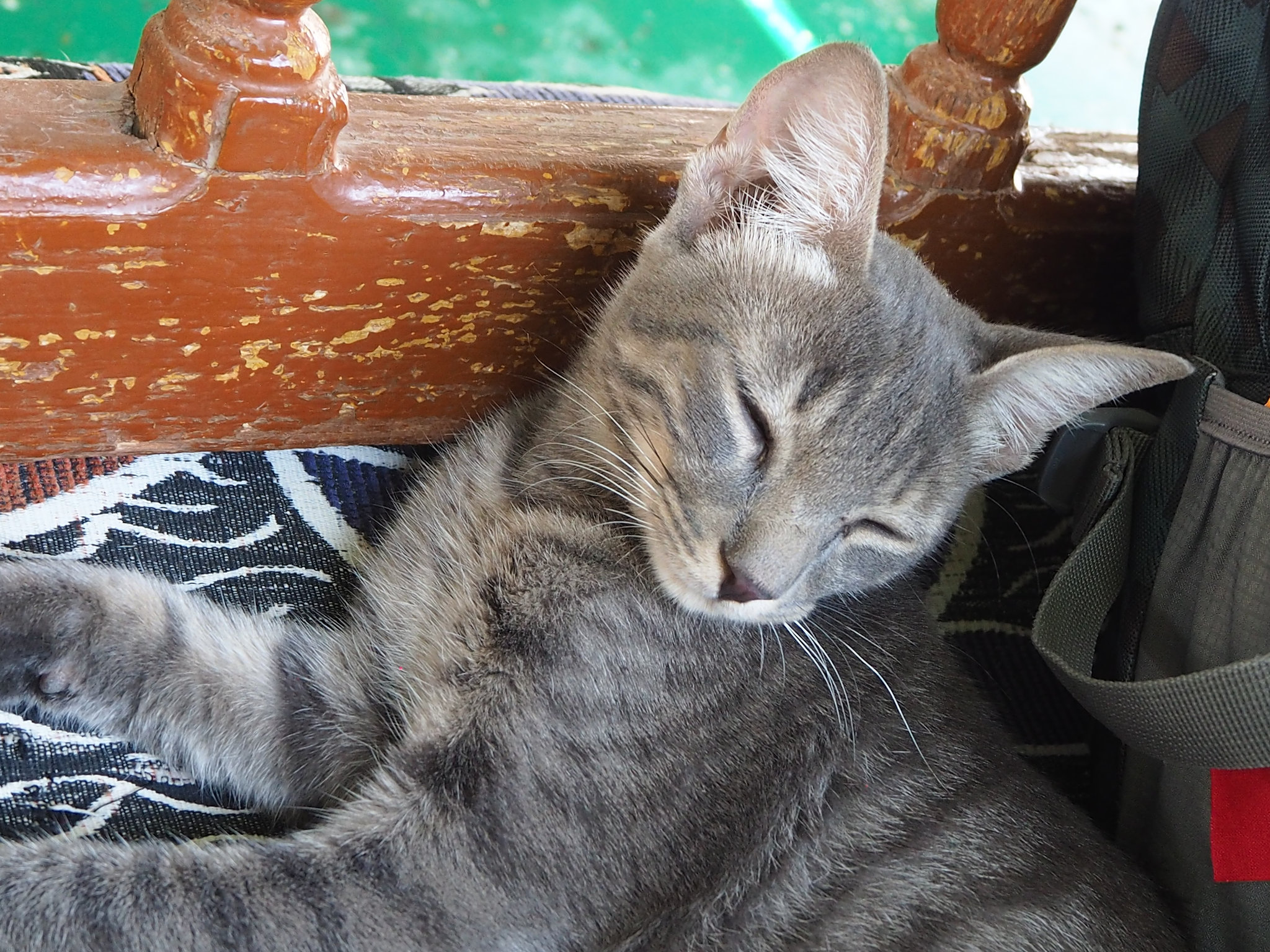 Junge Katze im Resthouse