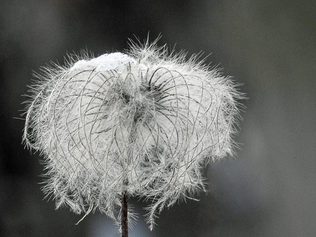 Clematis seedhead, Votier's Flats