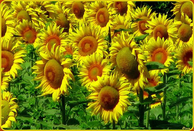 Tournesols gorgés de graines