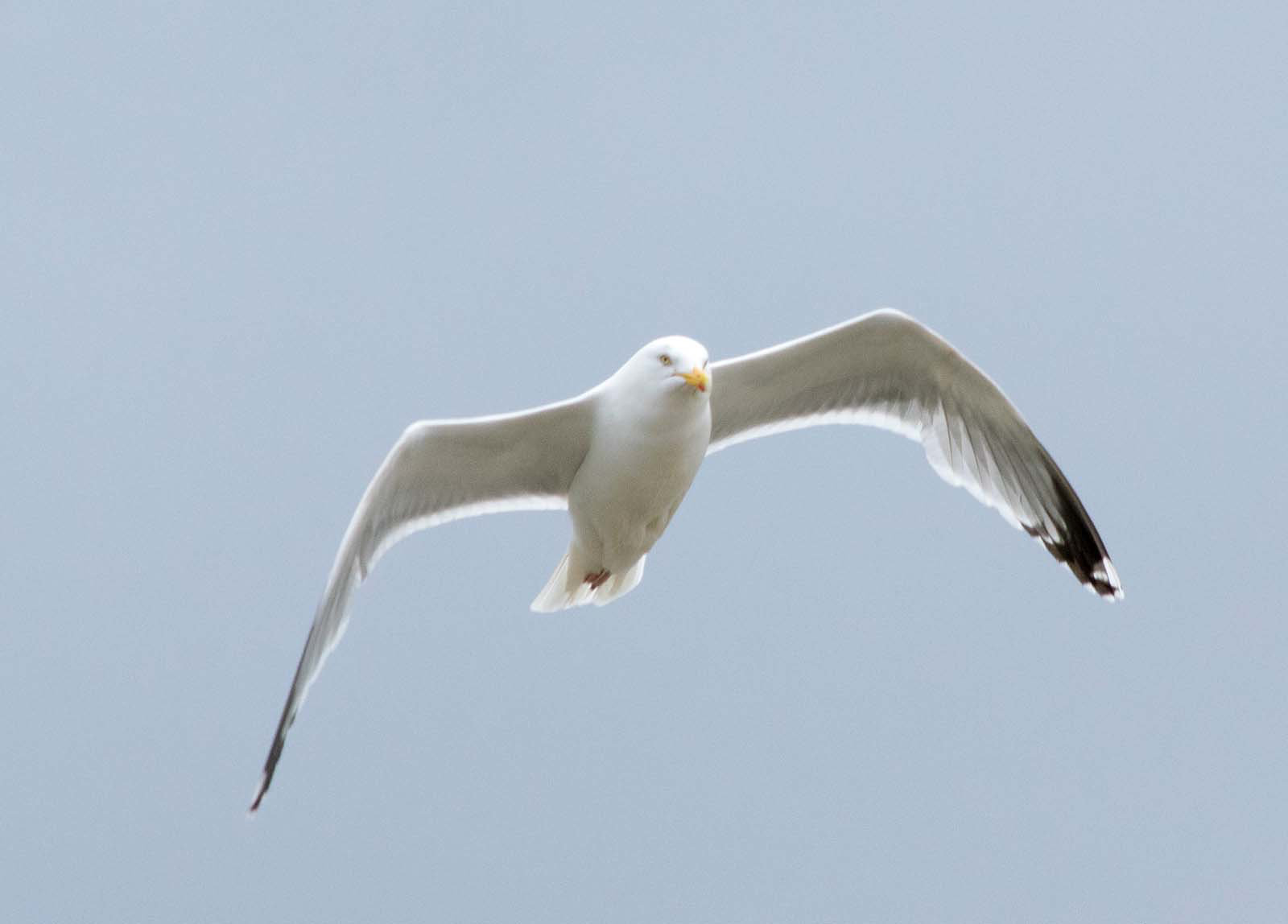 Seagull ( I do enjoy photographing gulls and it filled in some waiting time.)