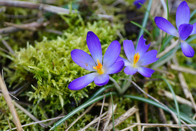 Krokusse