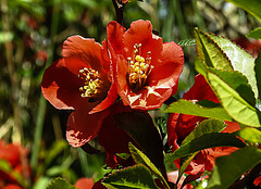 20200517 7493CPw [D~LIP] Jap. Zierquitte (Chaenomeles japonica, UWZ, Bad Salzufle