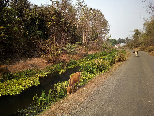 Collation pour vaches marcheuses / Road snack for strolling cows  (Laos)