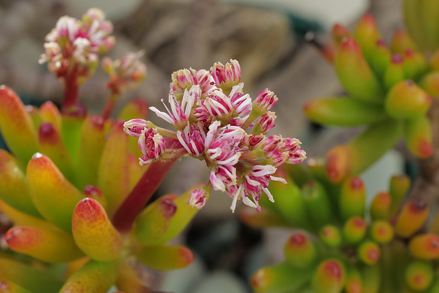 Crassula ovata Gollum