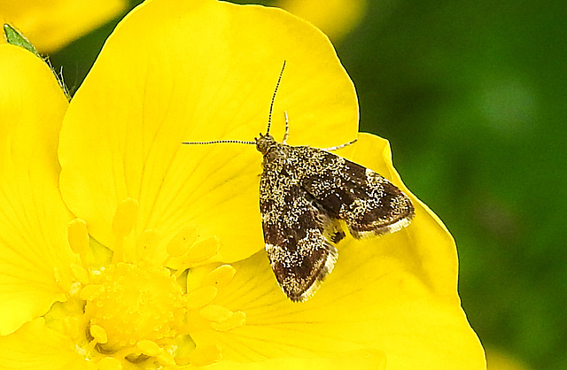 20210609 0618CPw [D~LIP]  Brennnessel-Spreizflügelfalter (Anthophila fabriciana), UWZ, Bad Salzuflen