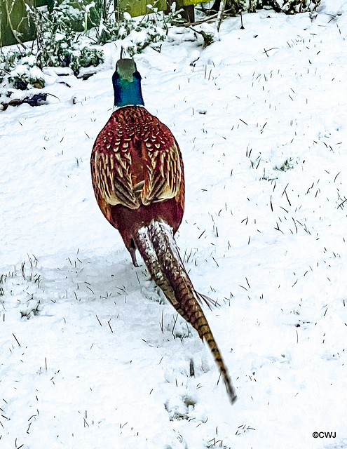 Cock Pheasant looking for a meal