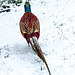 Cock Pheasant looking for a meal