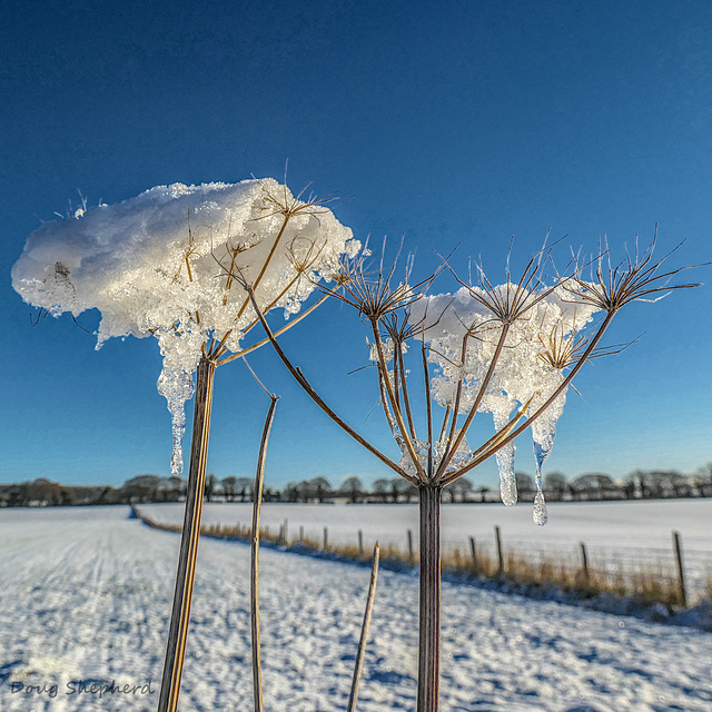 Rural ice sculpture (HFF everyone)