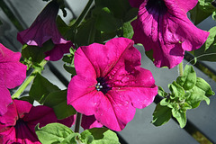 Ein Gruß aus dem Garten