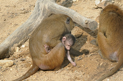 Babouins de Guinée