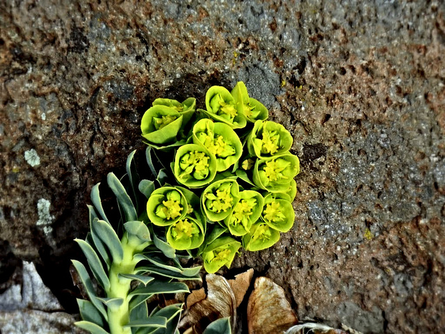 Euphorbia