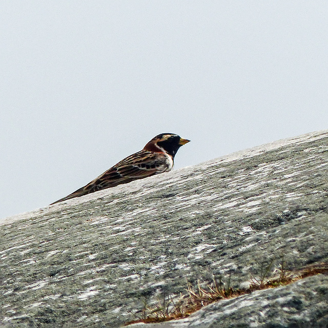 Day 8, Lapland Longspur, Quebec