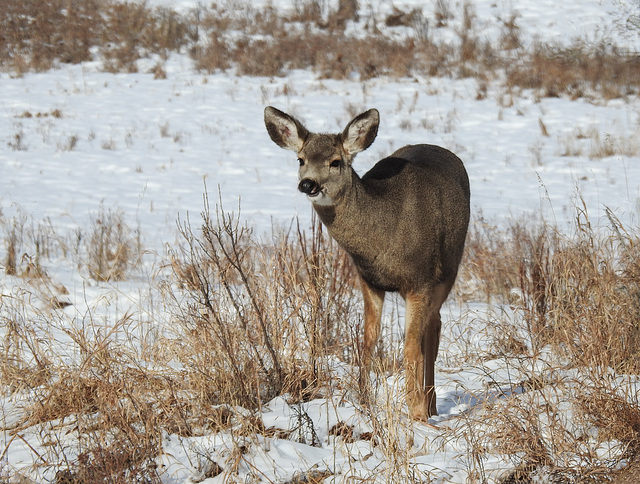 Mule Deer, Fish Creek Park