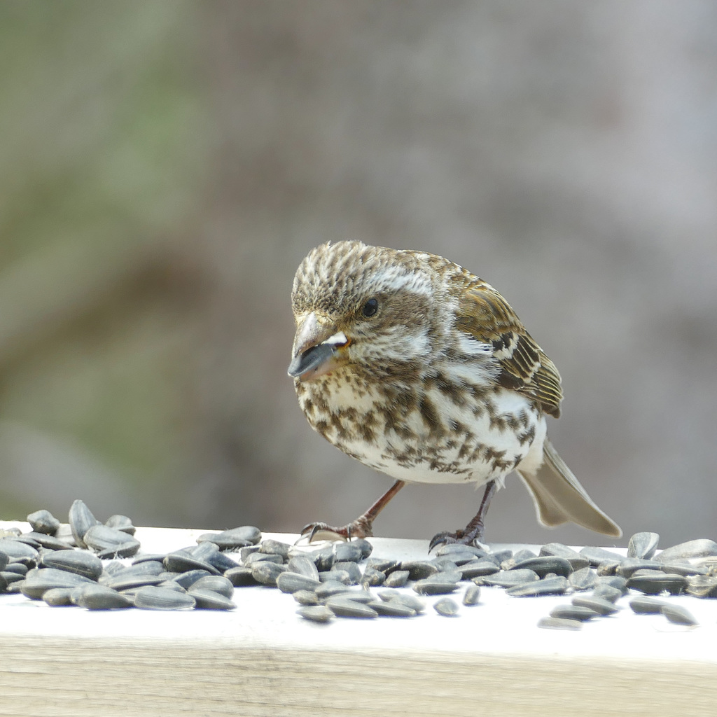 Day 10, Rose-breasted Grosbeak female