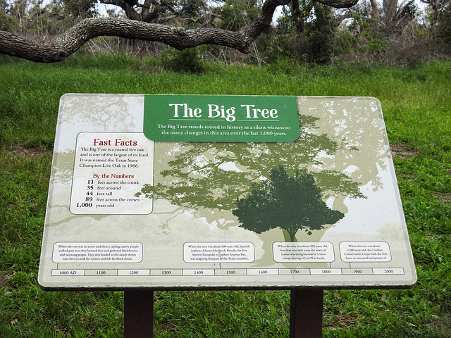 Day 2, The Big Tree, South Texas