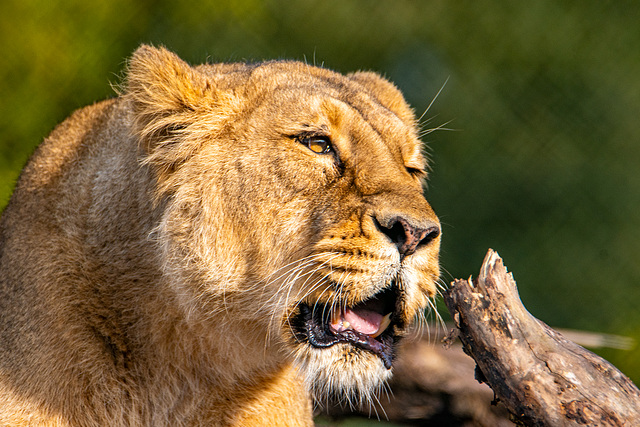 Lioness growling