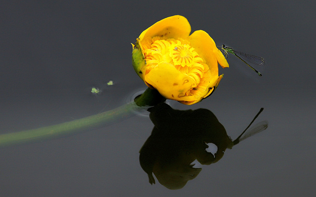 Gardienne de nénuphar ....