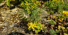 20200517 7494CPw [D~LIP] Zypressen-Wolfsmilch (Euphorbia cyparissias), Kamtschatka-Asienfetthenne (Phedimus kamtschaticus), UWZ, Bad Salzuflen