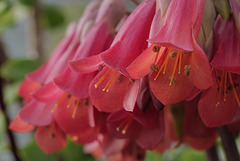 Kalanchoe daigremontiana