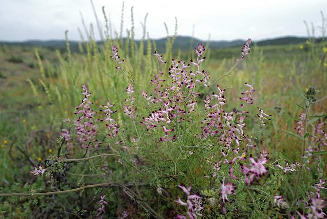 Fumaria officinalis, Erva-moleirinha, Ranunculales