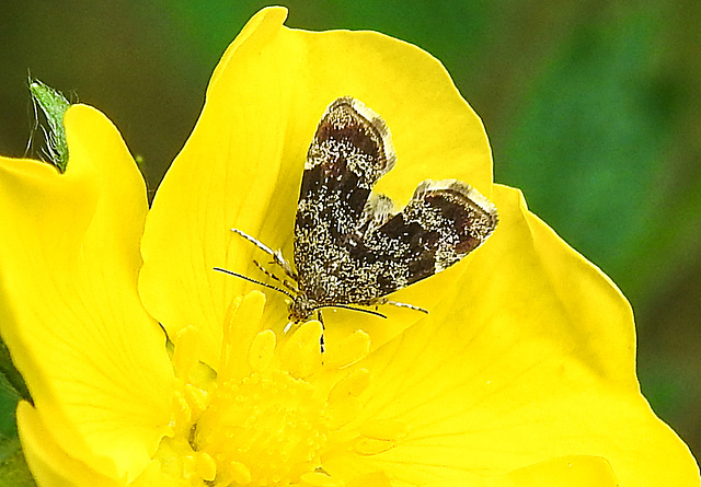 20210609 0619CPw [D~LIP]  Brennnessel-Spreizflügelfalter (Anthophila fabriciana), UWZ, Bad Salzuflen