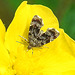 20210609 0619CPw [D~LIP]  Brennnessel-Spreizflügelfalter (Anthophila fabriciana), UWZ, Bad Salzuflen