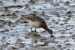 20140907 4817VRAw [NL] Großer Brachvogel (Numenius arquata), Terschelling