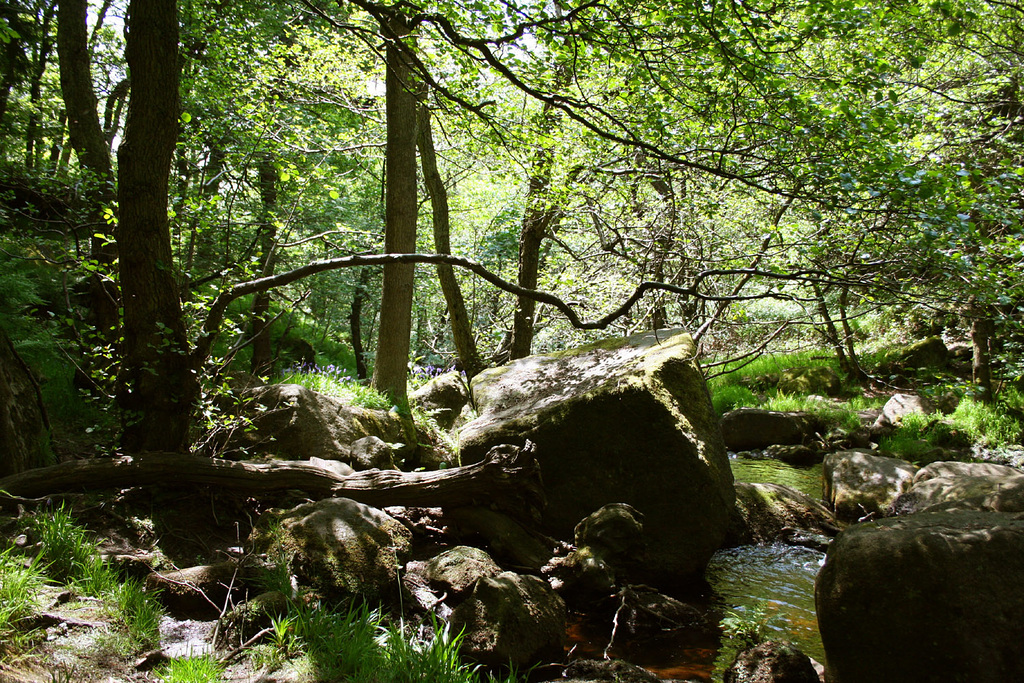 Dappled light