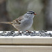 Day 10, White-crowned Sparrow