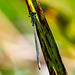 Damsel fly