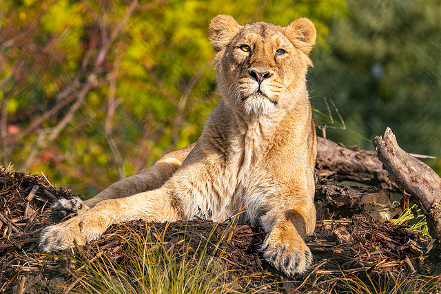 Lioness on her new territory