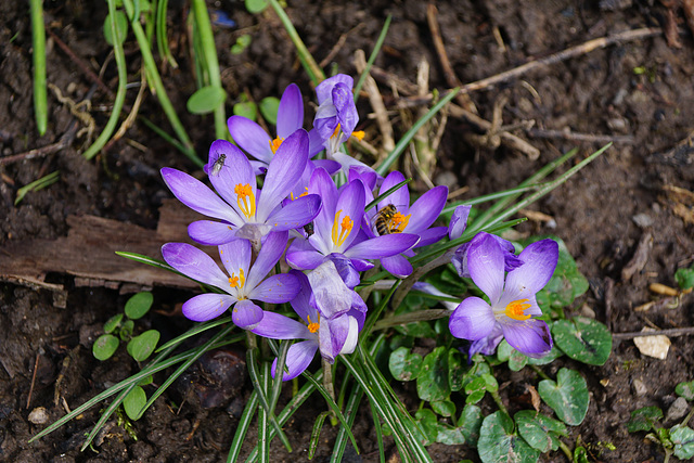 Krokusse mit Biene