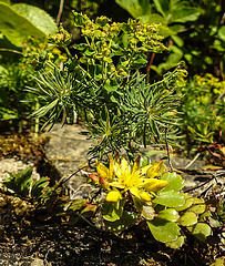 20200517 7495CPw [D~LIP] Zypressen-Wolfsmilch (Euphorbia cyparissias), Dickblatt (Crassula marnieriana), UWZ, Bad Salzuflen