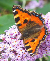 Small Tortoiseshell Butterfly