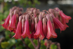 Kalanchoe daigremontiana