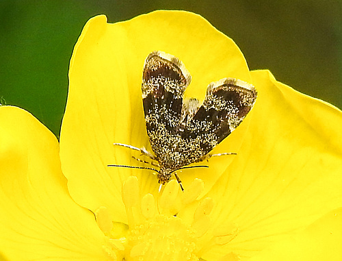 20210609 0620CPw [D~LIP]  Brennnessel-Spreizflügelfalter (Anthophila fabriciana), UWZ, Bad Salzuflen