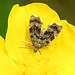 20210609 0620CPw [D~LIP]  Brennnessel-Spreizflügelfalter (Anthophila fabriciana), UWZ, Bad Salzuflen