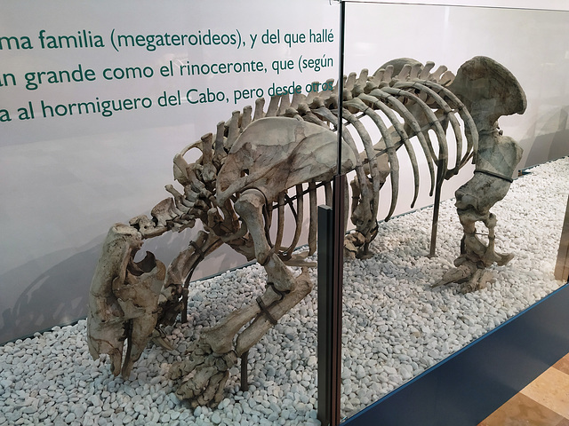 Valencia: Museo de Ciencias Naturales, 15