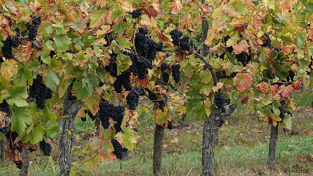 Pinot noir d'Alsace aux feuilles d'Automne