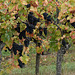 Pinot noir d'Alsace aux feuilles d'Automne
