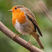 Robin