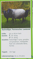 20220422 0656bCPw [D~HF] Rauwolliges Pommersches Landschaf, Herford