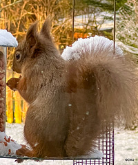 Snow breakfast