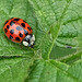 Harlequin Ladybird - Harmonia axyridis