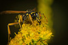 Die Wespe hat sich auf der Goldrute niedergelassen :)) The wasp has settled on the goldenrod :)) La guêpe s'est installée sur la verge d'or :))